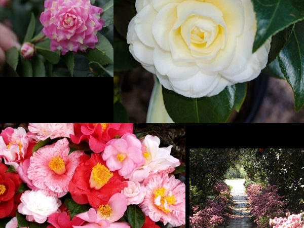 American Camellia Collage